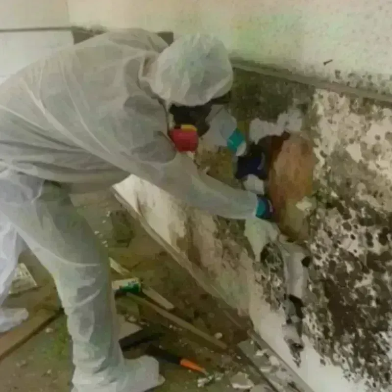 Mold Remediation and Removal in Bremer County, IA